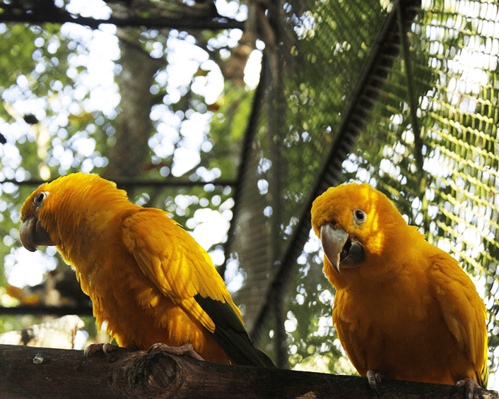 Museu Goeldi faz campanha para reformar recinto das aves 