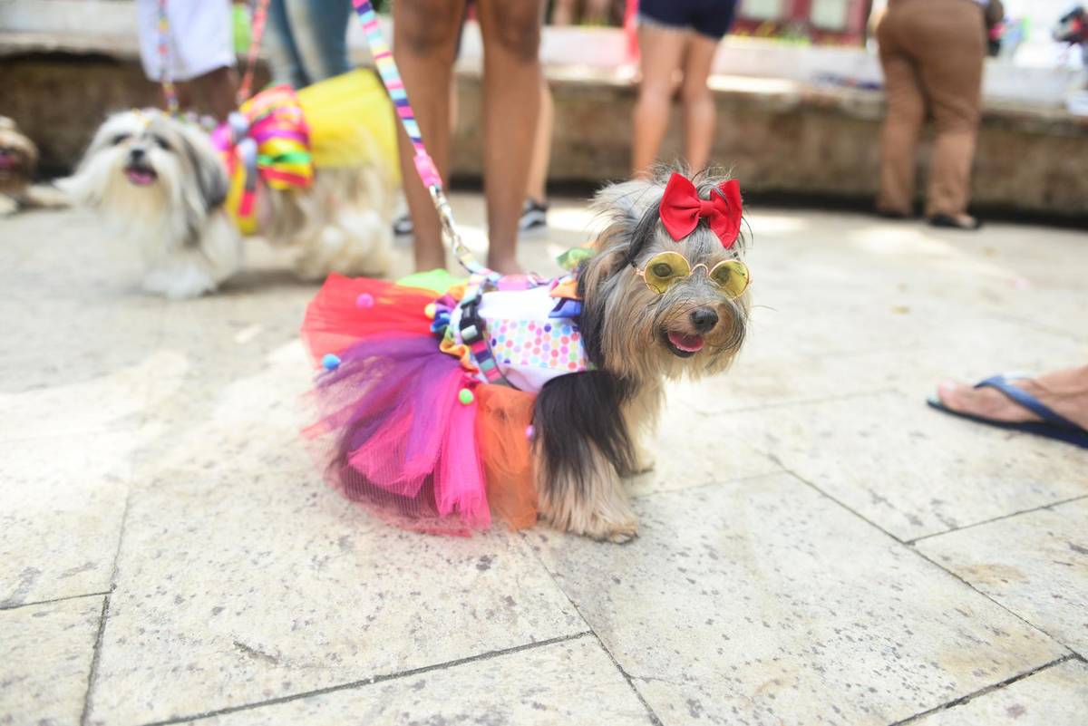 Shopping de Belém realiza Baile de carnaval PET com entrada franca 