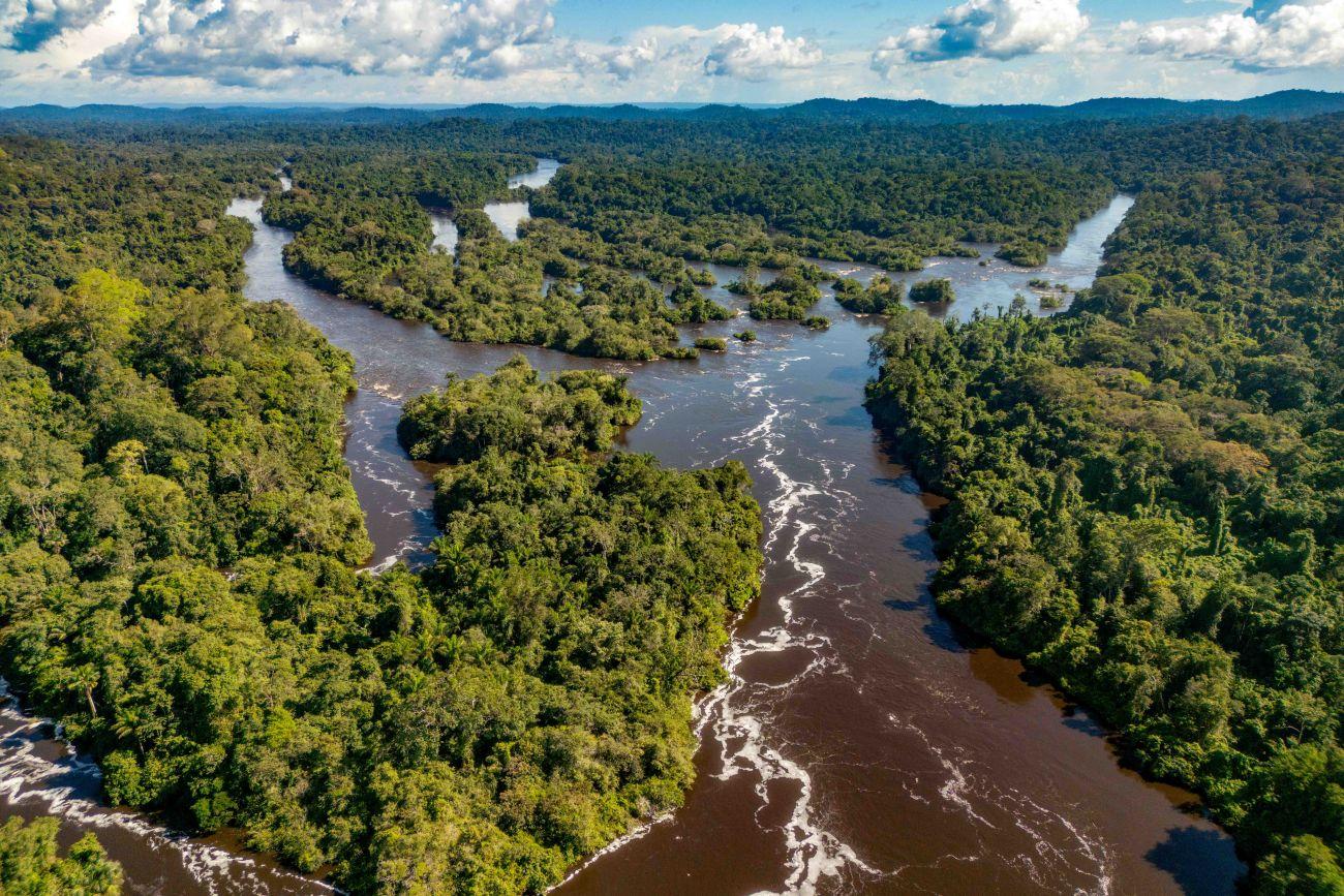 Na COP 29, Estado apresenta novo Parque Estadual das Árvores Gigantes da Amazônia 